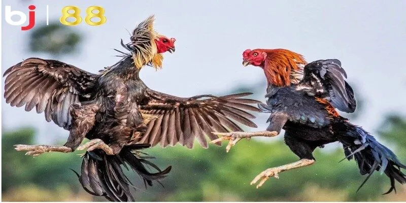 Tùy theo từng dòng gà, người nuôi sẽ có những cách huấn luyện khác nhau